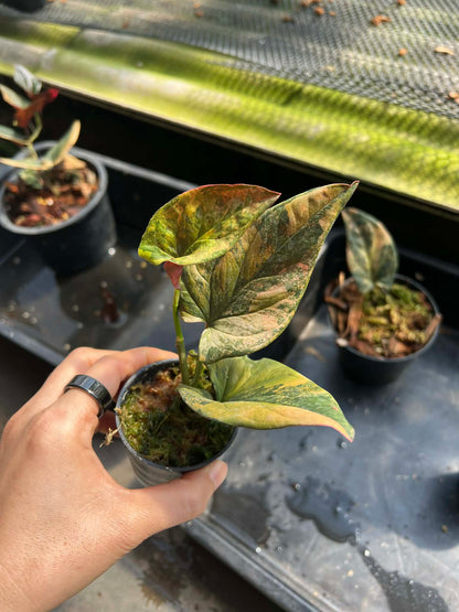 syngonium red arrow variegated( 1 plant) top cut 3-5 leaves
