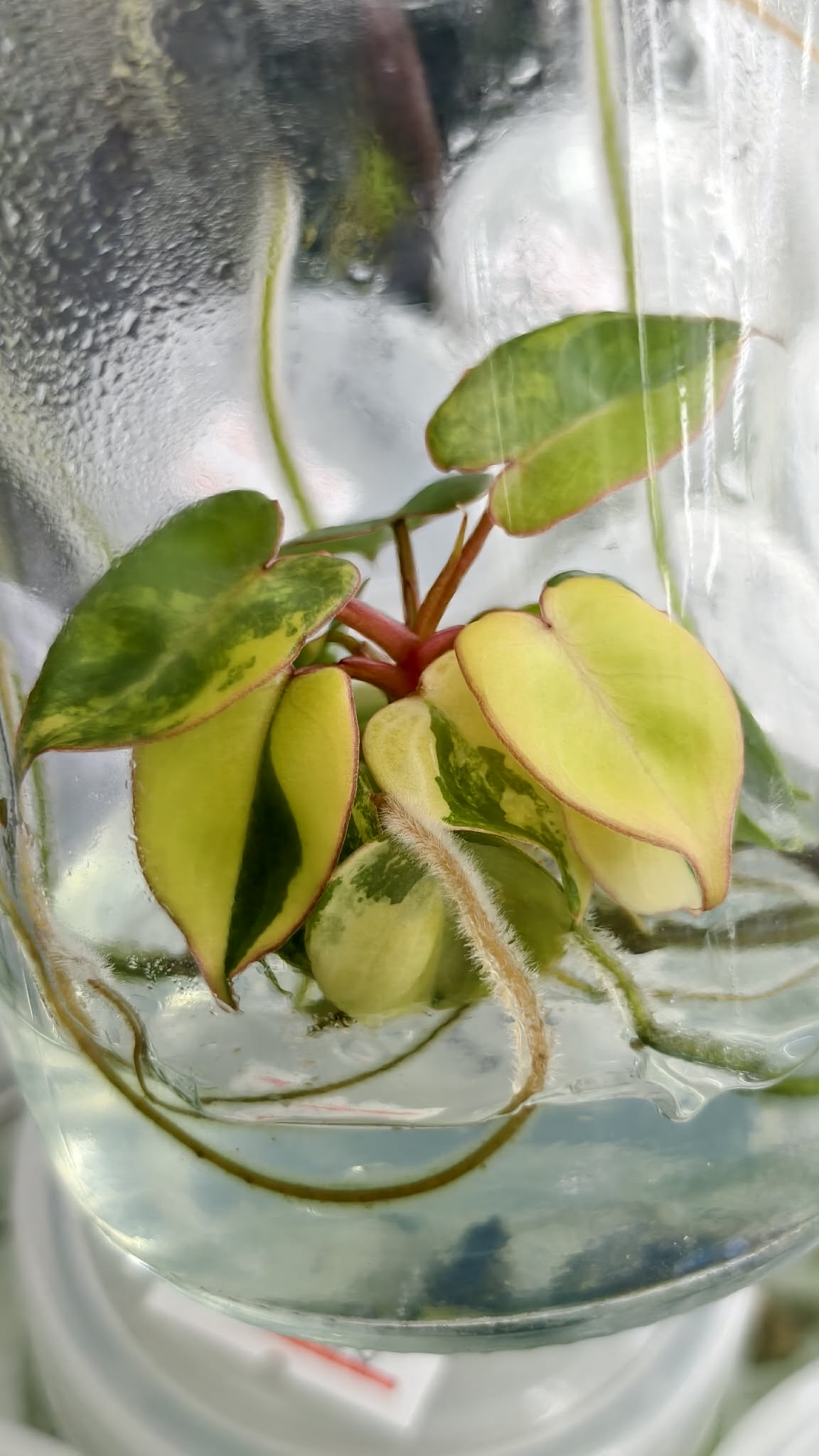 Philodendron Billietae Variegated – Tissue Culture (Wholesale) | Set of 10 Plants