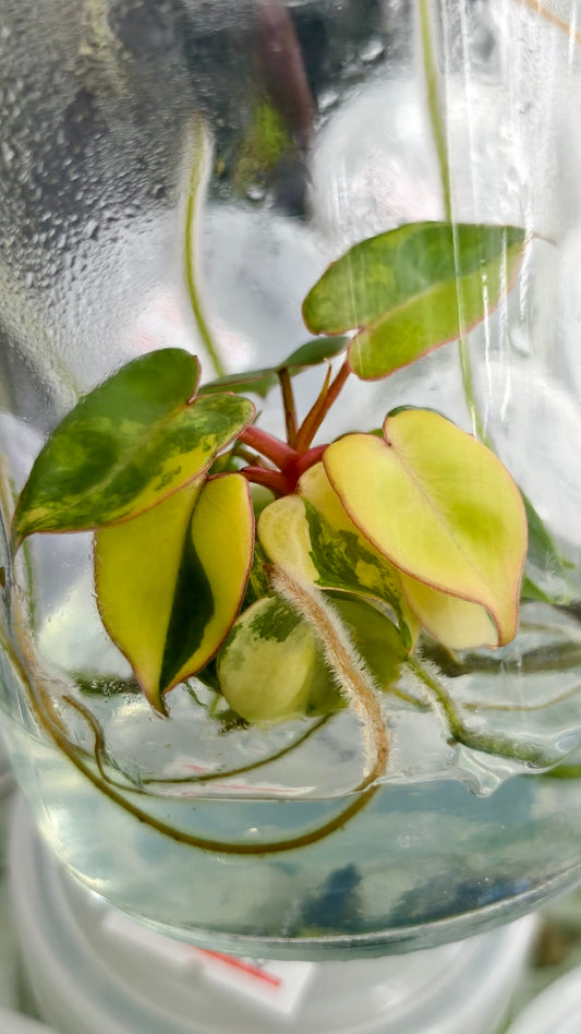 Philodendron Billietae Variegated – Tissue Culture (Wholesale) | Set of 10 Plants