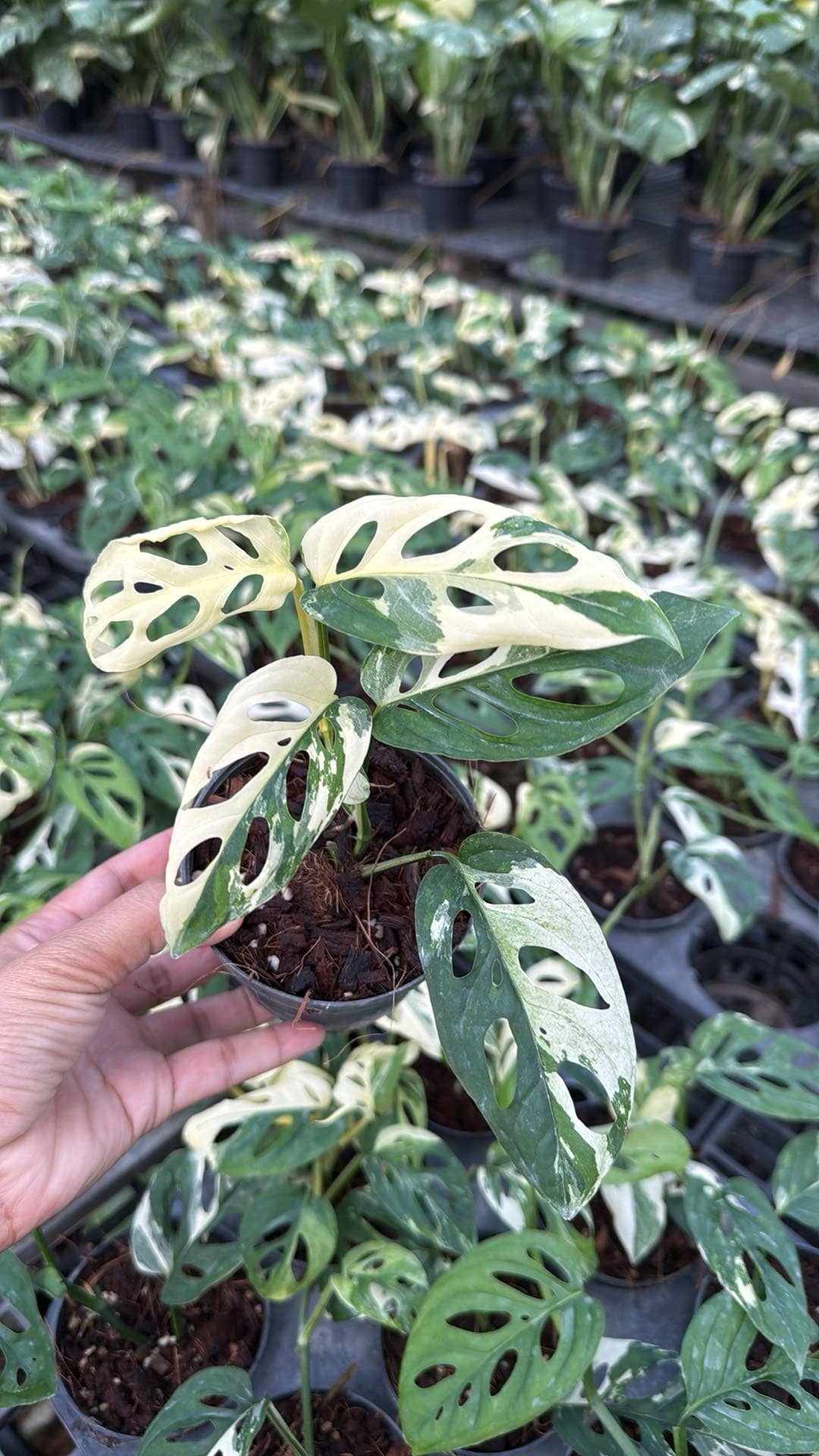 monstera adansonii vs acuminata Monstera acuminata Albo Variegated