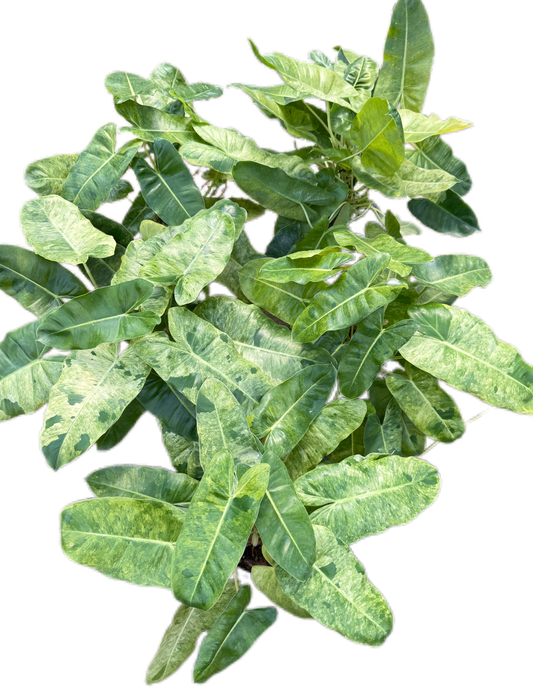 Philodendron burle marx mint Variegated- Wholesale Bundle (Set of 10 Plants)