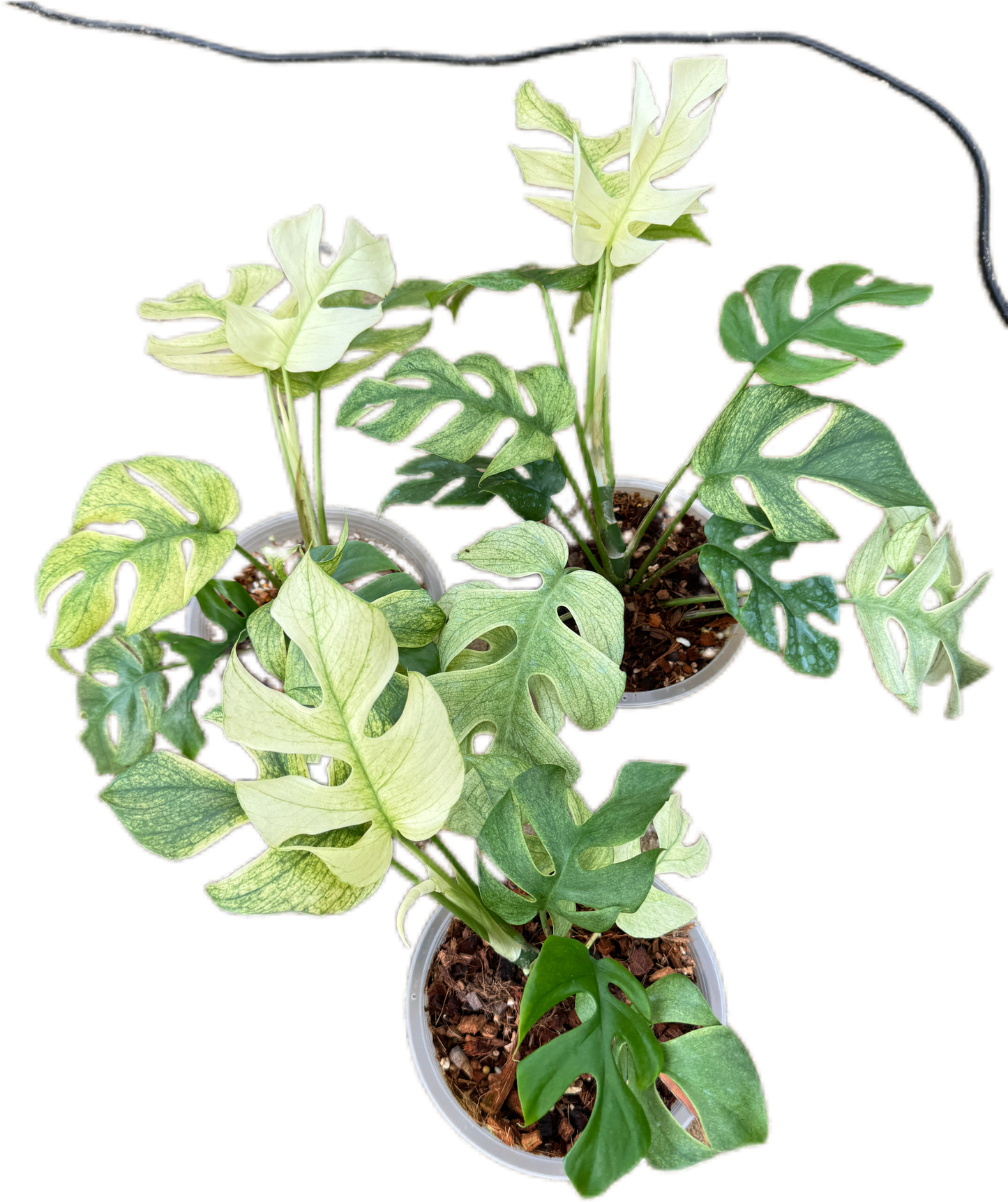 Rhaphidophora Ginny white mon variegated– Set of 5 Plants