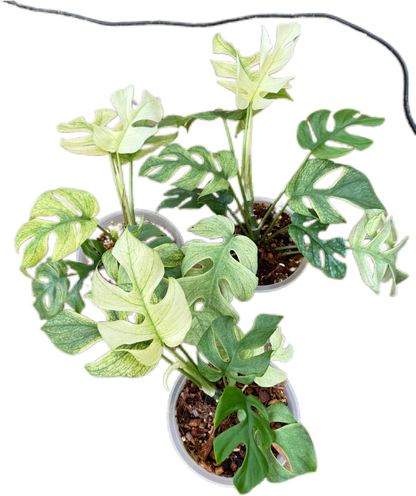 Rhaphidophora Ginny white mon variegated– Set of 5 Plants