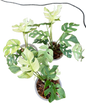 Rhaphidophora Ginny white mon variegated– Set of 5 Plants