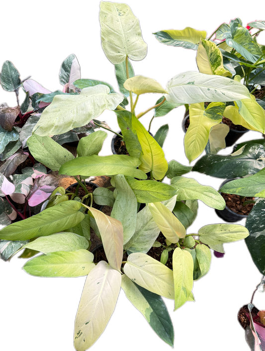 Philodendron whipple way Variegated - Wholesale Bundle (Set of 10 Plants)