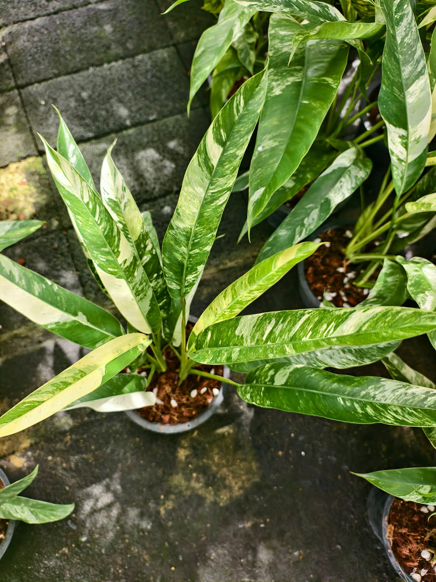 Epipremnum Giganteum Albo marble Variegated set 5 pcs