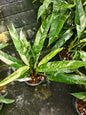 Epipremnum Giganteum Albo marble Variegated set 5 pcs