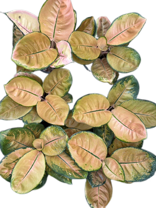 Aglaonema star bucks– Set of 5 Plants