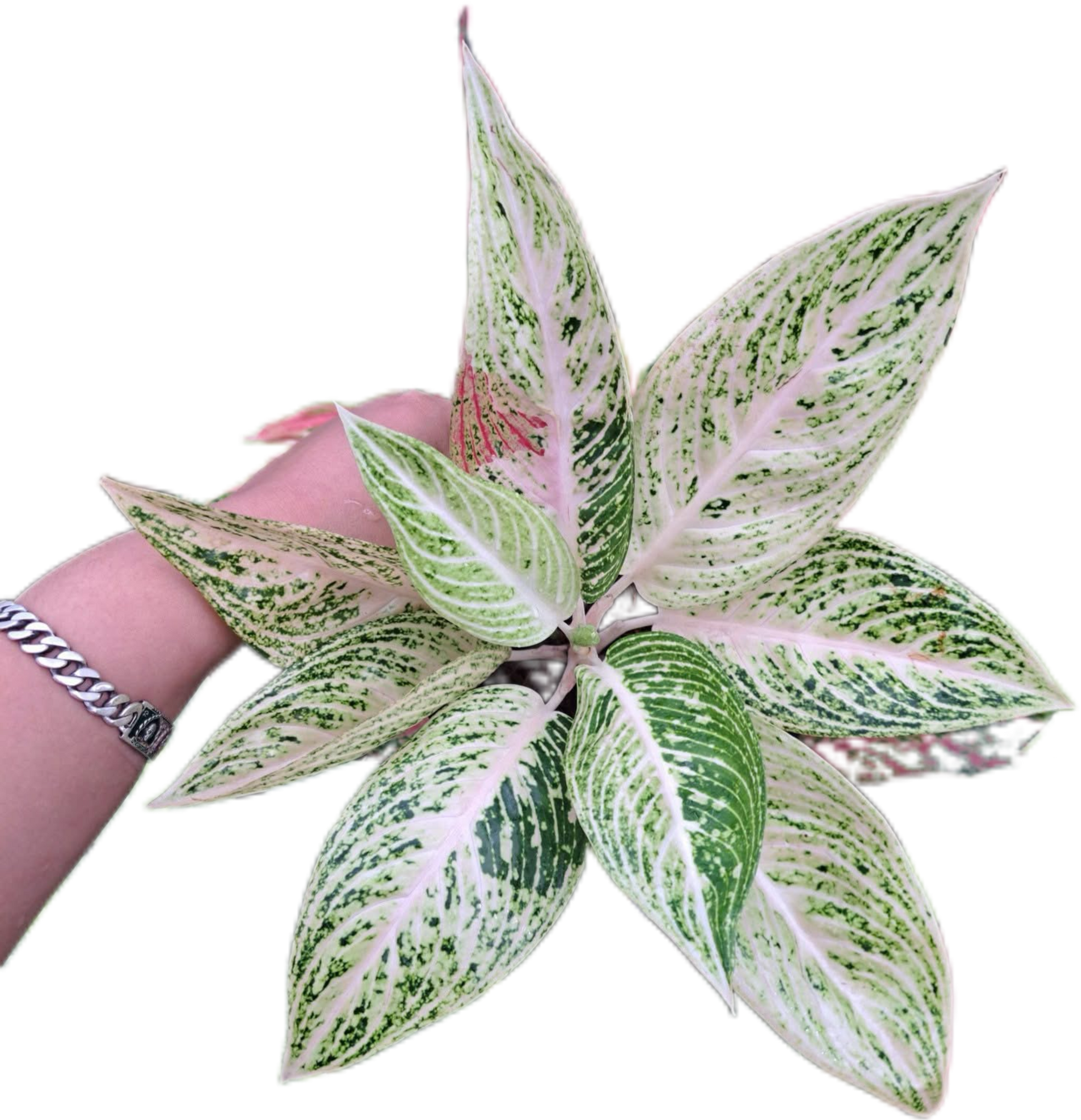 aglaonema legacy Aglaonema white legacy-set 5 pcs