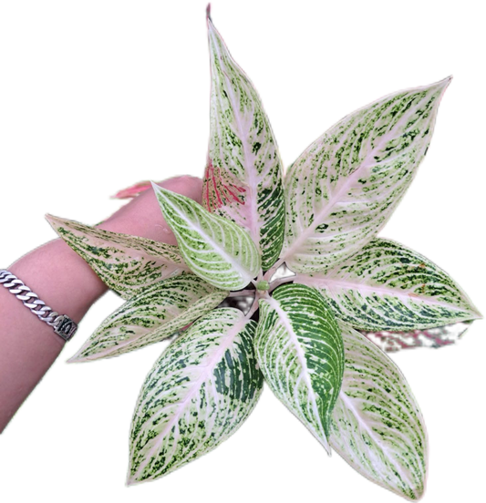Aglaonema white legacy-set 5 pcs