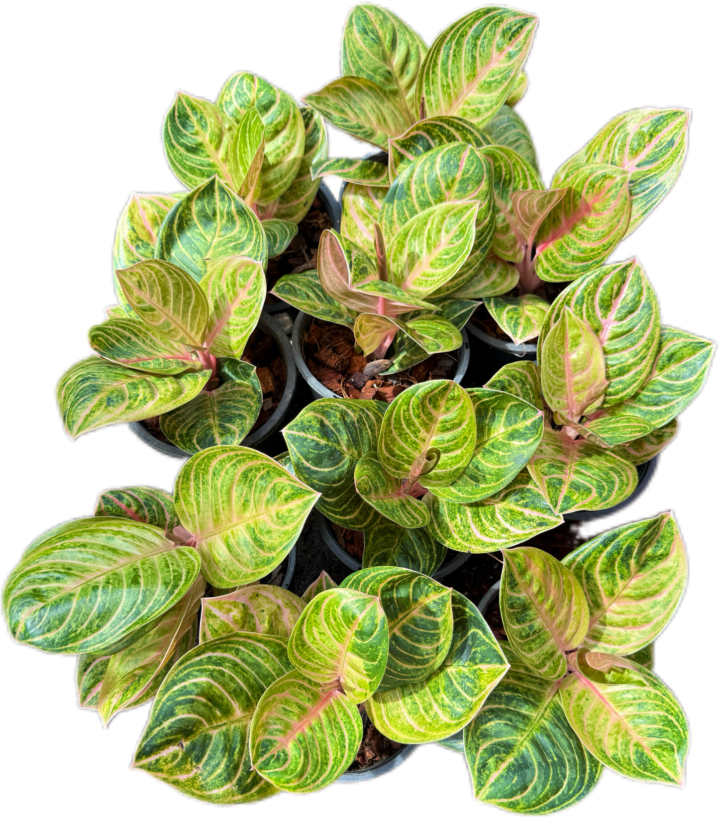 Aglaonema siam perfect 
 – Set of 5 Plants