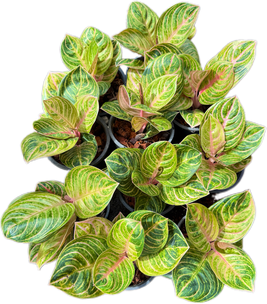 Aglaonema siam perfect 
 – Set of 5 Plants