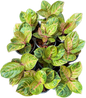 Aglaonema siam perfect 
 – Set of 5 Plants