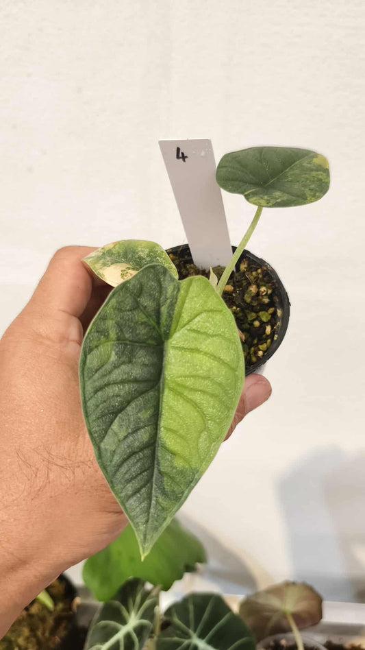 Alocasia Melo aurea variegated (1 plant)