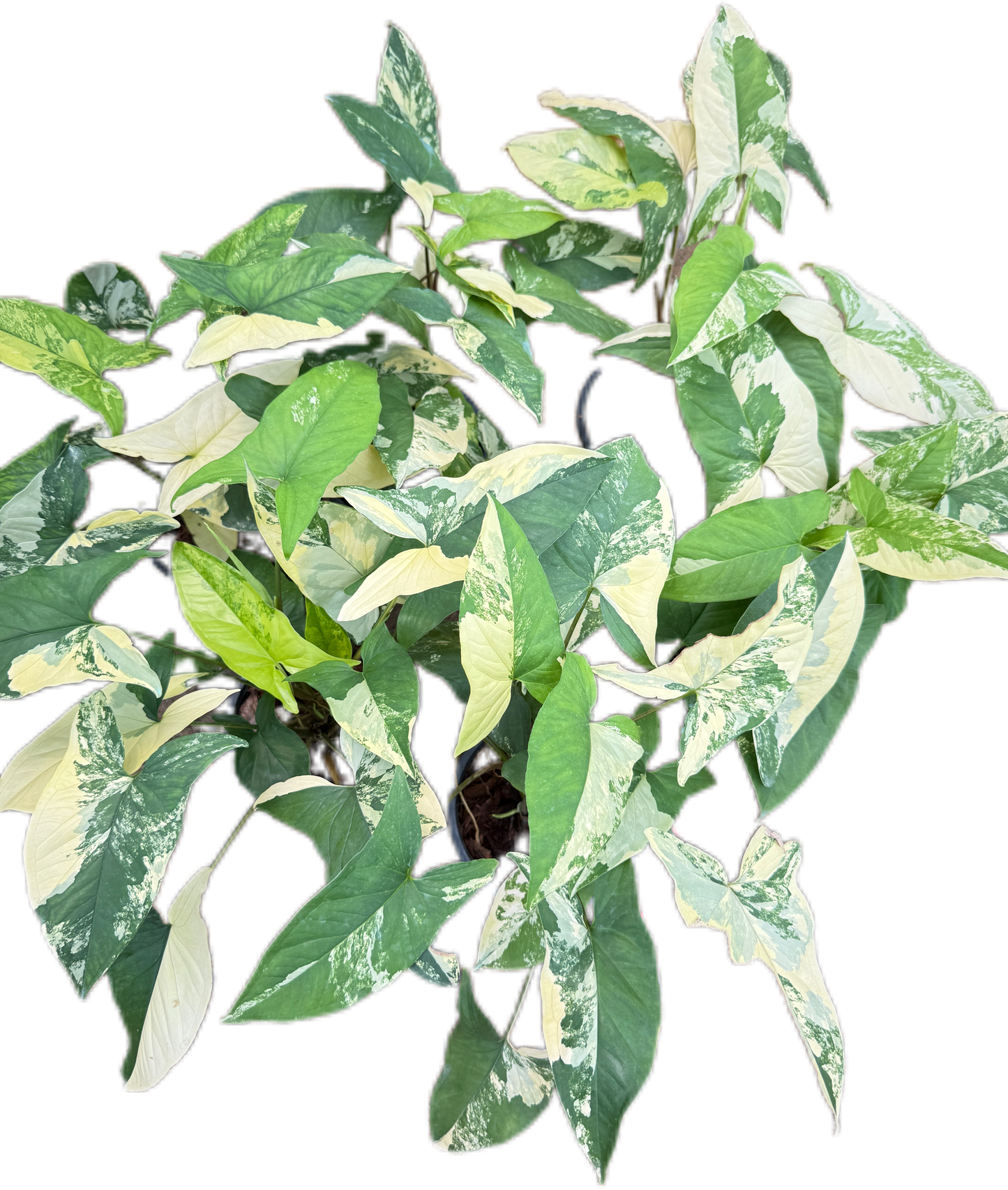 Syngonium Aurea Variegated - Wholesale Set of 10 Plants