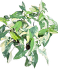 Syngonium Aurea Variegated - Wholesale Set of 10 Plants
