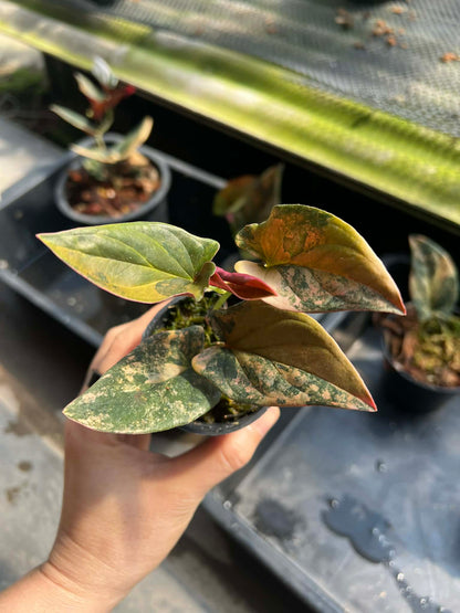 syngonium red arrow variegated( 1 plant) top cut 3-5 leaves