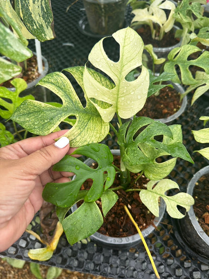 Rhaphidophora Ginny white mon variegated– Set of 5 Plants