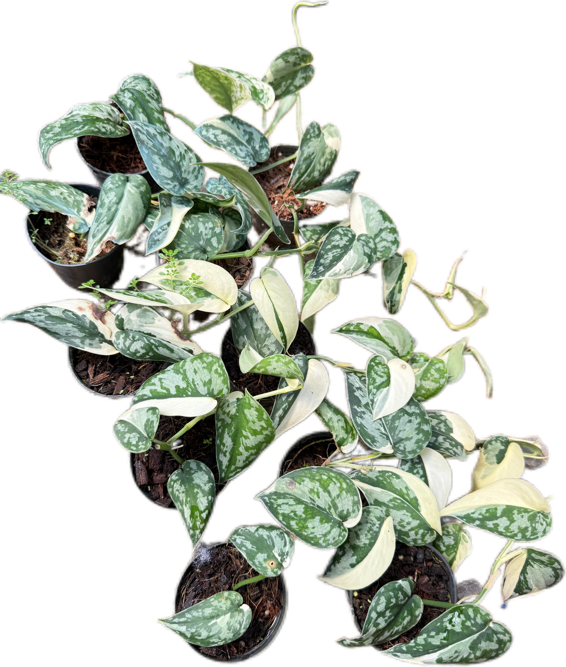 Scindapsus Mayari Variegated