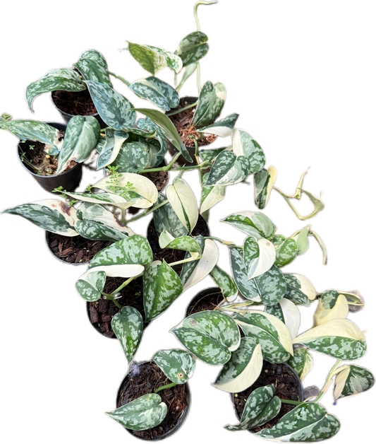 Scindapsus Mayari Variegated - Set of 10 Plants