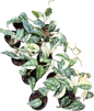 Scindapsus Mayari Variegated - Set of 10 Plants