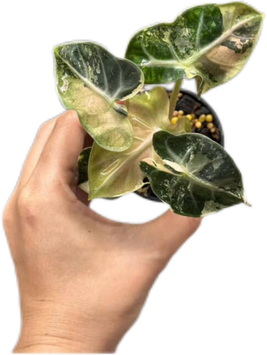 Alocasia Heart Balloon Pink Variegated