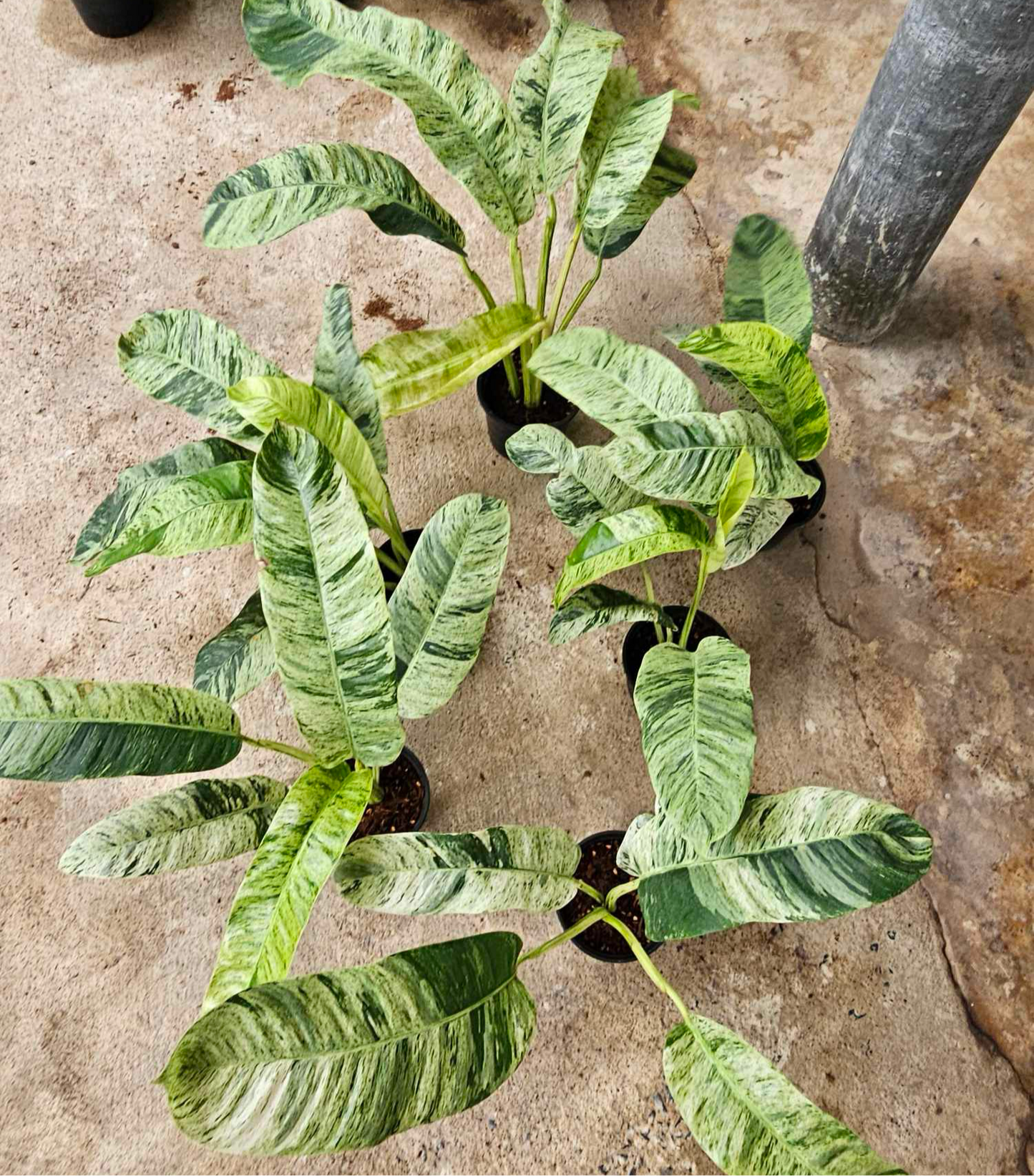Epipremnum giganteum variegated  - Set of 5 Plants