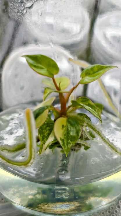 Philodendron Billietae Variegated – Tissue Culture (Wholesale) | Set of 10 Plants