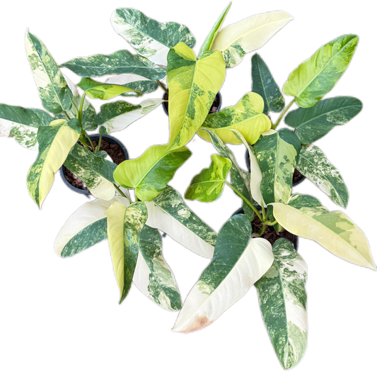 Philodendron Domesticum Variegated - Set of 10 Plants