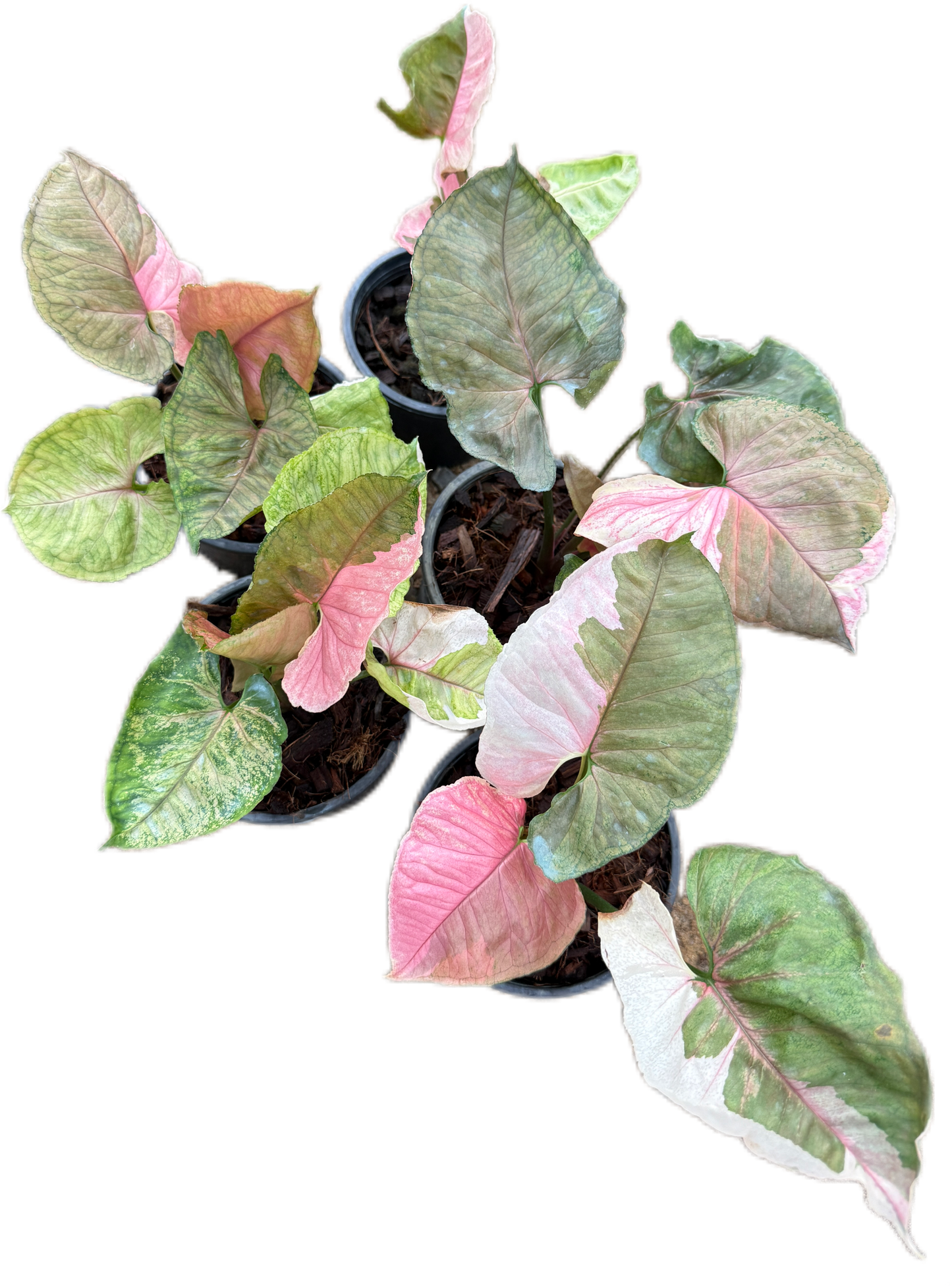 Syngonium Strawberry Ice Variegated
 - Wholesale Bundle (Set of 10 Plants)