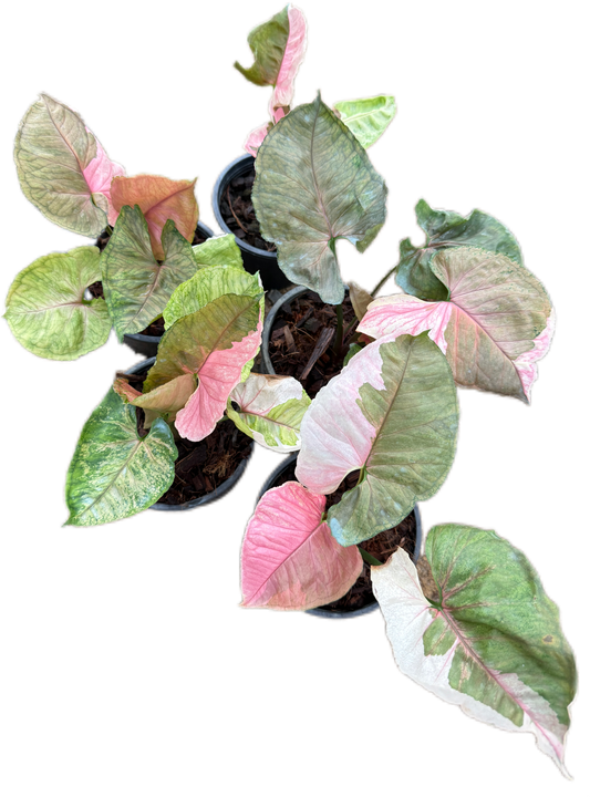 Syngonium Strawberry Ice Variegated
 - Wholesale Bundle (Set of 10 Plants)