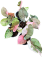Syngonium Strawberry Ice Variegated
 - Wholesale Bundle (Set of 10 Plants)