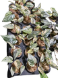 Piper Ornatum Variegated – Set of 10 Plants
