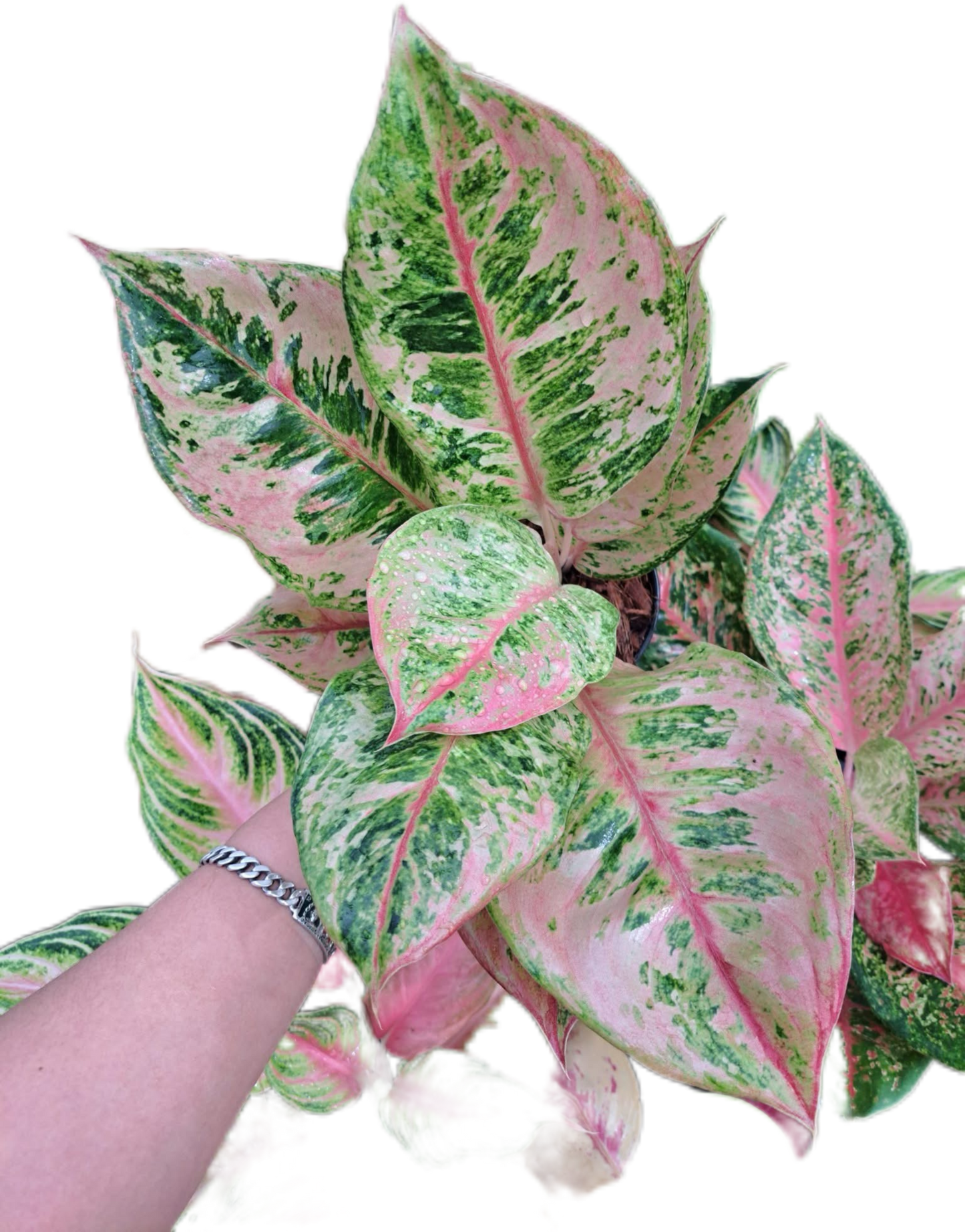 Aglaonema Godzilla -set 5 pcs