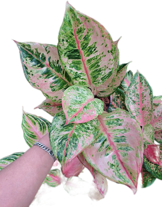 Aglaonema Godzilla -set 5 pcs