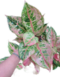 Aglaonema Godzilla -set 5 pcs