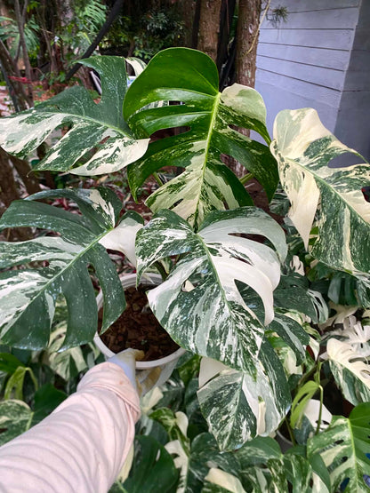 Monstera borsigiana ‘Albo Tiger’ Variegated – Set of 5 Plants