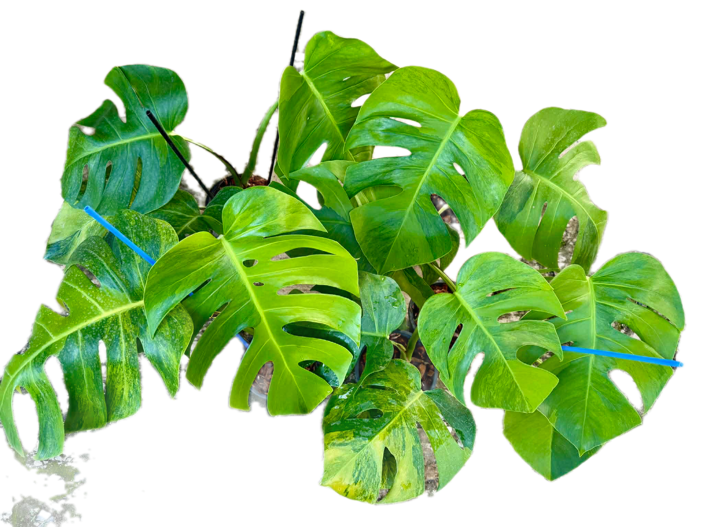 Monstera Green on Green – Wholesale Set (5 Plants)