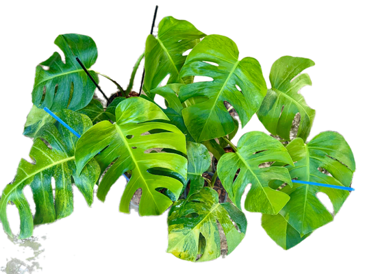 Monstera Green on Green – Wholesale Set (5 Plants)