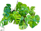 Monstera Green on Green – Wholesale Set (5 Plants)