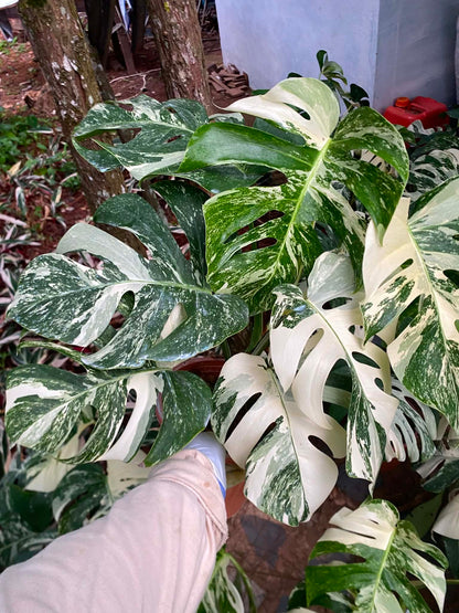 Monstera borsigiana ‘Albo Tiger’ Variegated – Set of 5 Plants