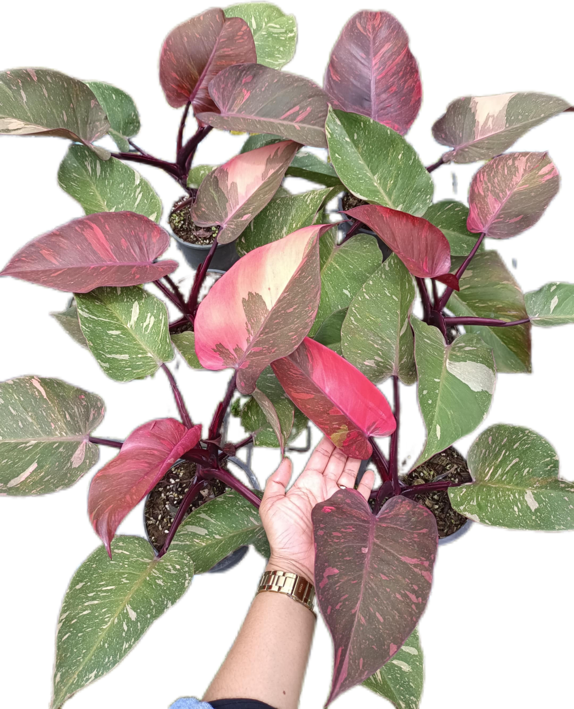 philodendron orange princess variegated Philodendron orange princess Variegated medium size set 5 pcs