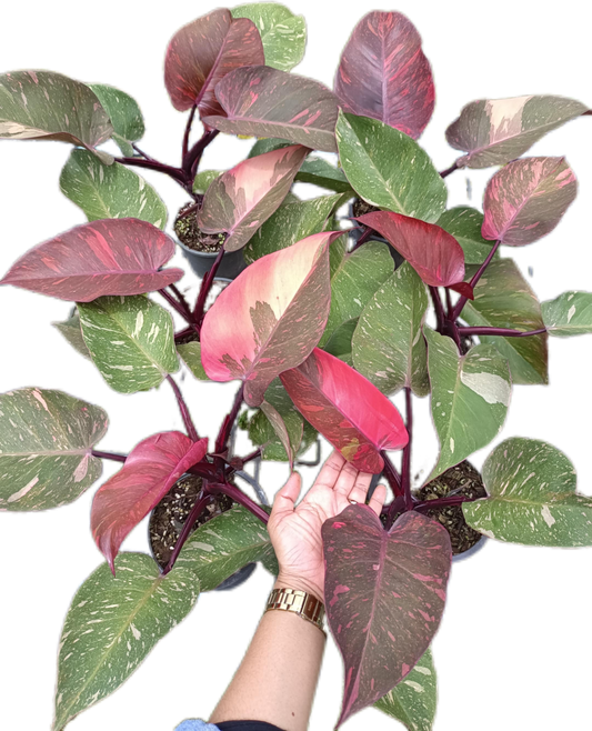 Philodendron orange princess Variegated medium size set 5 pcs