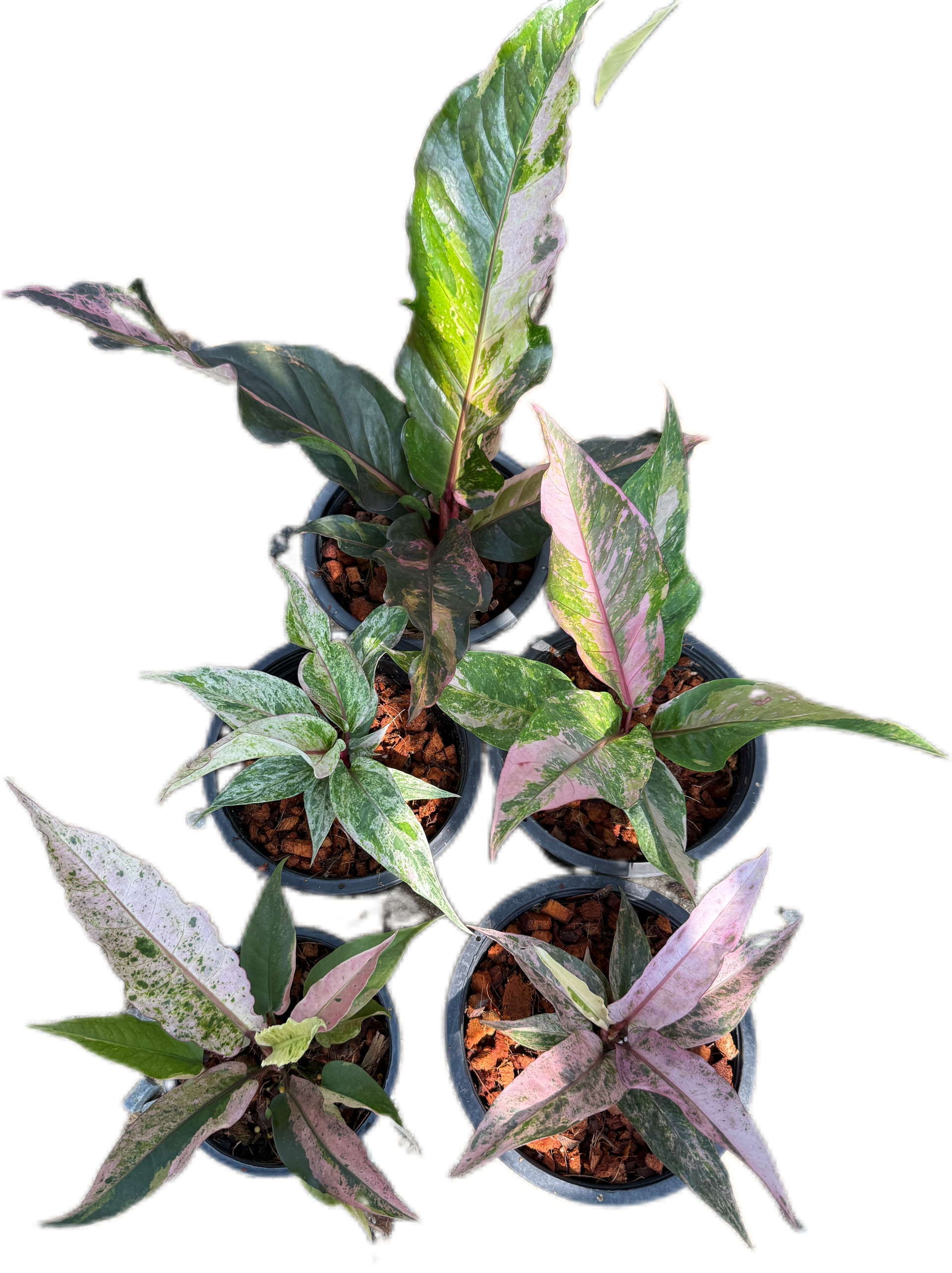 anthurium miami beauty Anthurium renaissance variegated- Wholesale Set of 10 Plants – BanrakTonmai  Garden Thailand