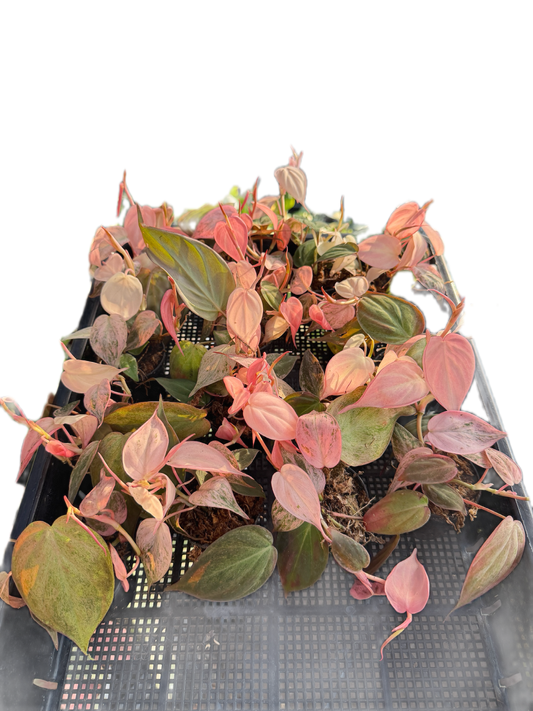 Philodendron Micans mint - Wholesale Set of 5 Plants