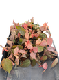 Philodendron Micans mint - Wholesale Set of 5 Plants