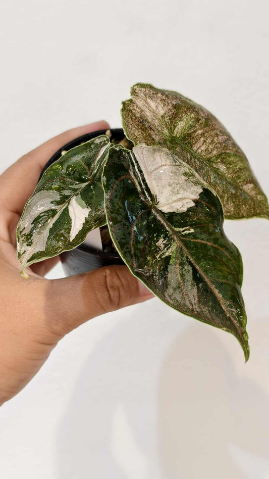 Alocasia Azlanii pink variegated (1 plant)