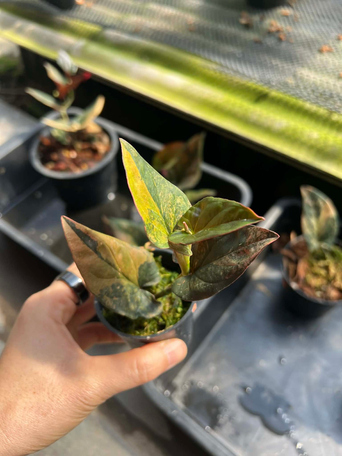 syngonium red arrow variegated( 1 plant) top cut 3-5 leaves