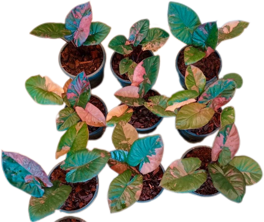 Alocasia Serentipity variegated Variegated - Set of 10 Plants