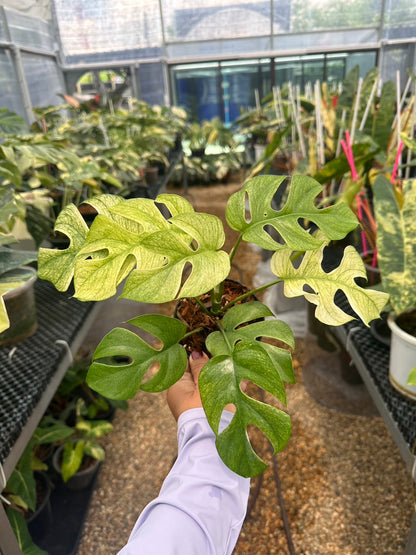 Rhaphidophora Ginny white mon variegated– Set of 5 Plants